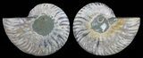 Polished Ammonite Pair - Agatized #59462-1